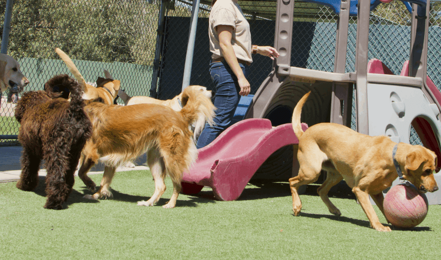 DOG DAYCARE